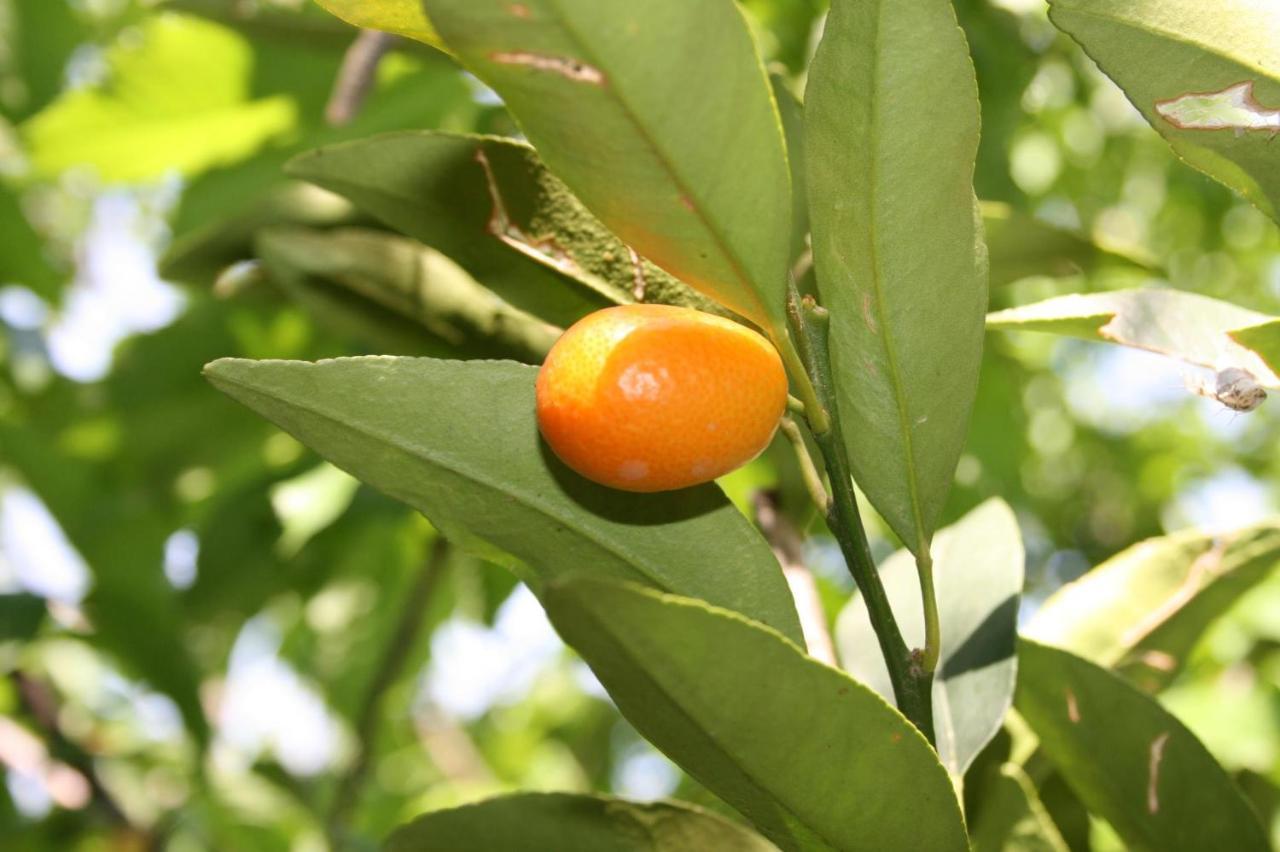 D'amore Montenegro 别墅 唐吉莫利尼